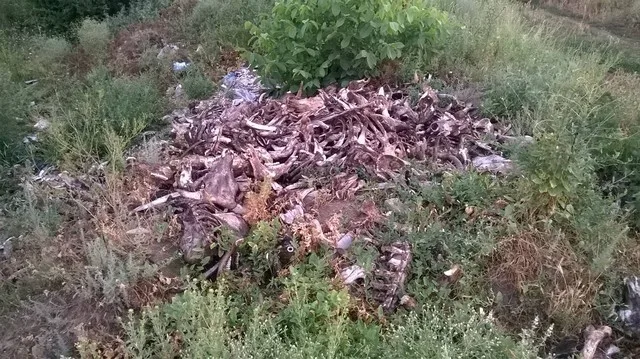В пригорде Херсона можно наткнуться на гору костей
