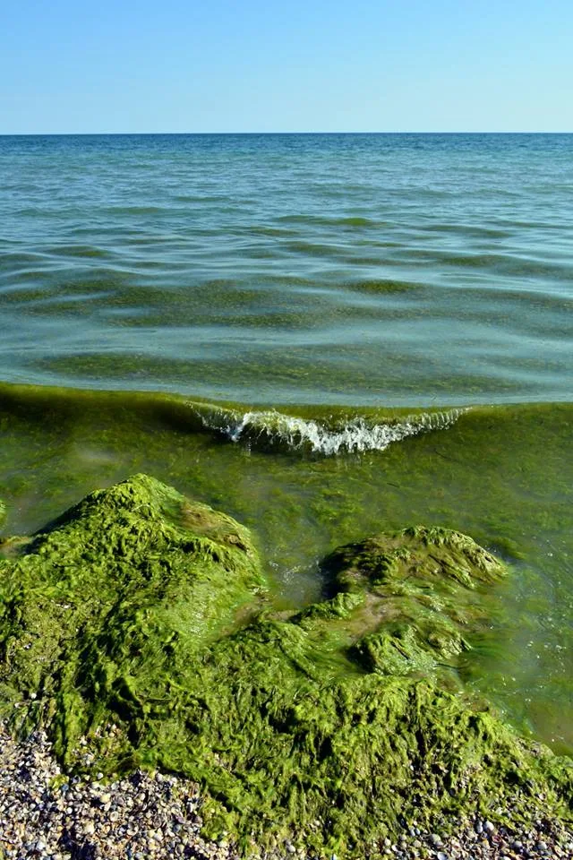 Черноморскую прибрежную полосу Херсонщины затянуло водорослями