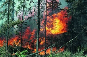 Лес на Херсонщине продолжает гореть