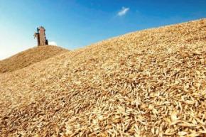 Костяк планирует у закупить местных аграриев пшеницы на 36 млн. грн. для выпечки социальных сортов хлеба (уточнено)