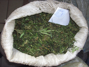В Голопристанском районе милиция изъяла целый мешок марихуаны