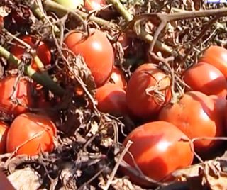 Херсонские фермеры гноят свой рекордный урожай