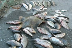 В Ингульце еще есть рыба, раз  там промышляют браконьеры