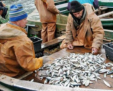 В Херсонской области уже выловили половину лимита по вылову тюльки