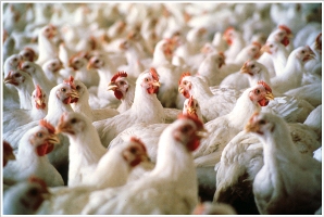 Строительство птицефабрики на 5 млн. кур-несушек возле Херсона будет завершено до 28 декабря текущего года