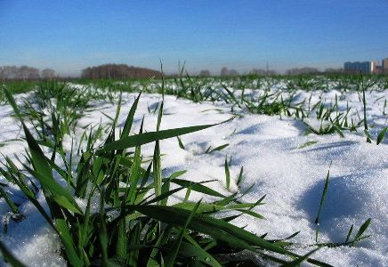 Николай Костяк: Вопрос урожая можно будет рассматривать только после прекращения морозов