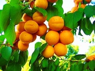 На Херсонщине в текущем году не будет урожая черешни, слив, абрикос...