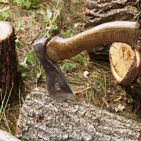 Местные власти на Херсонщине попустительствуют вырубке лесопосадок