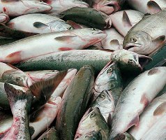 На Херсонщине растет вылов рыбы