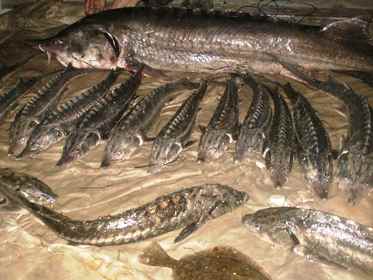 Каланчакские браконьеры наловили в Черном море осетров на 26,5 тыс. грн