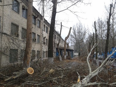 В Херсоне продолжается уничтожение деревьев