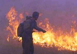 В Чулаковском лесничестве сгорело четверть гектара леса