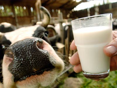 Danon и Креди Агриколь Банк прокредитуют в 2012 году херсонские молочные фермы