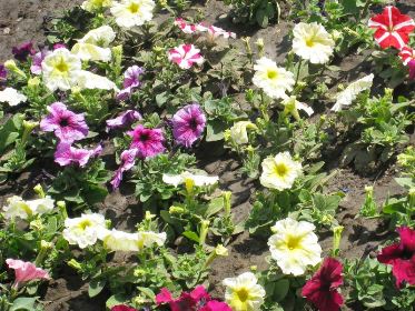 В Херсоне посадили более 1,6 тыс. роз и почти 14 тыс. однолетних цветов