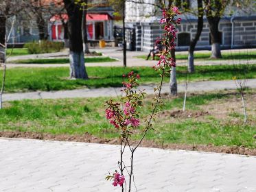 В Херсоне посадят 1,2 тыс. деревьев