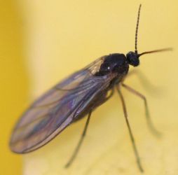 В Каховском районе массово гибнут насекомые