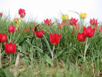 На Херсонщине гибнет тюльпановый рай
