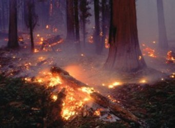 В херсонских лесах продолжаются пожары