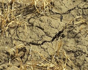 Херсонщина превращается в пустыню из-за небывалой засухи