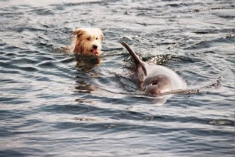 В Лазурном дельфины страдают от... чрезмерного внимания