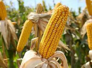 Херсонские аграрии еще могут надеяться на достойный урожай кукурузы и подсолнечника