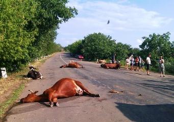 В Одесской области грузовик из Херсона врезался в стадо коров
