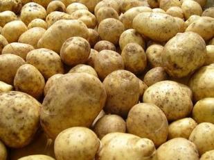 Голопристанские  фермеры начали экспортировать картофель