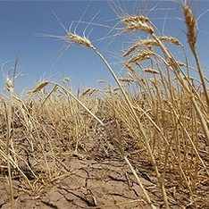 Херсонским аграриям обещают миллионы на погашения убытков от засухи