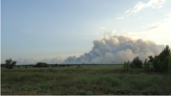 На Херсонщине уже горит почти 150 га леса - огонь тушит МЧС из 3 областей