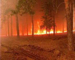 По факту поджогов леса на Херсонщине возбуждено уголовное дело