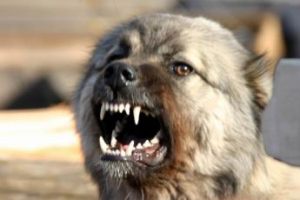 В Новотроицком местную жительницу порвала собственная собака