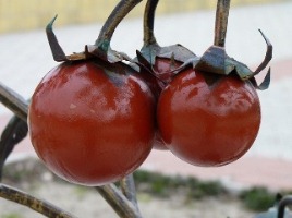 В Цюрупинске восстановили памятник помидору