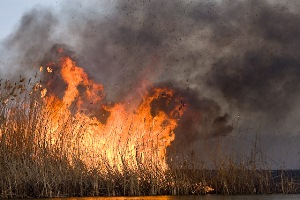 Экологическая прокуратура выясняет причины пожара камыша в херсонских плавнях