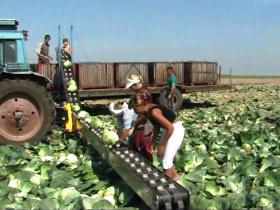 Аграрии Херсонской области уже собрали более 1 млн т овощей - ОГА