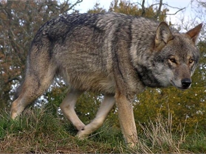 На Херсонщине резко увеличилась популяция волков