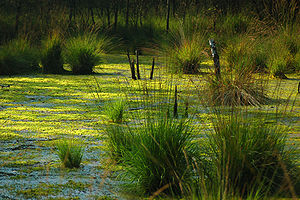 Херсонская ОГА защитит болота области