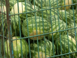 Фруктово-овощная афера обернулась для херсонцев уголовным делом