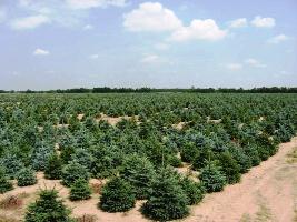 Обллесхоз приготовил для херсонцев 2 тыс. новогодних елок