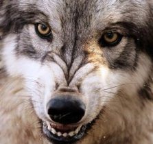 Херсонские волки терроризируют жителей Кинбургской косы