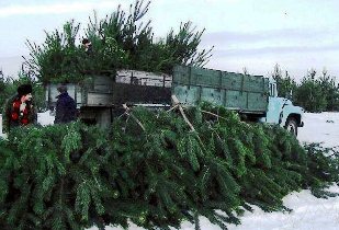 Херсонские лесники уже срубили треть новогодних елок