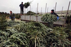 Херсонские лесники пока продали только 5-ю часть срубленных новогодних елок