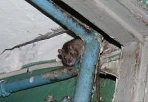 В Херсоне крысы балдеют от дератизации местных ЖЭКов