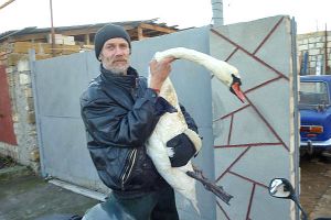 В Скадовске гибнут лебеди