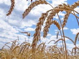 Из-за поздней весны Украину ждет неурожай зерновых - Гидрометцентр