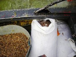 На Херсонщине присечен браконьерский промысел креветки