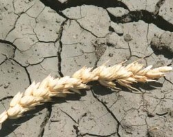 Урожай ранних яровых зерновых в Херсонской области под угрозой