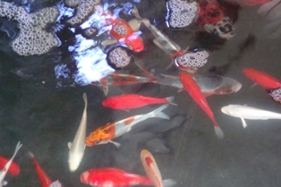 Необычную херсонскую рыбу заселяют в столичный Гидропарк