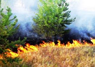 В Каховском районе милиция расследует умышленный поджог леса