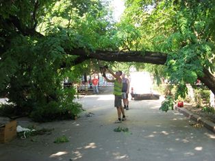 В центре Херсона дерево чуть не упало на прохожих