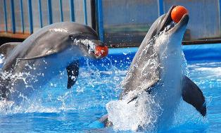 Ниметуллаев обещает открыть на Арабатке дельфинарий до мая следующего года